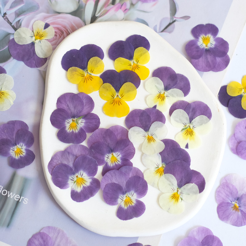 Photo Beauty Makeup - 12pcs,nature Pansy Dried Flower Embossed DIY